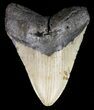 Bargain, Megalodon Tooth - North Carolina #52286-1